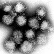 Influenza_virus.png